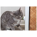 Trixie Catnip Bal met Houder Ø 5 cm