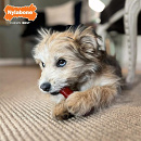 Nylabone Basted Blast Bones Bacon & Steak XS 2 st