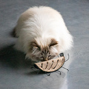 D&D I Love Happy Cats Kattenspeelgoed Chuck