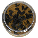 Pindakaas Zonnebloempit 350 gr