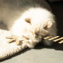 D&D I Love Happy Cats Kattenhengel Cooper Zwart/Beige