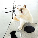 D&D I Love Happy Cats Kattenhengel Claire Zwart