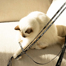 D&D I Love Happy Cats Kattenhengel Claire Zwart