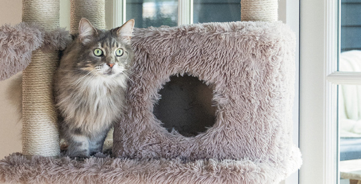 De kat, een echte klimmer