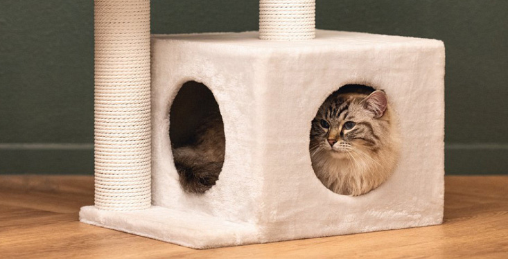 Kerstboom eruit? Krabpaal erin!