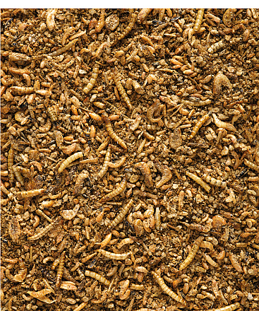 Versele-Laga <br>NutriBird Insect Patee <br>Premium 2 kg