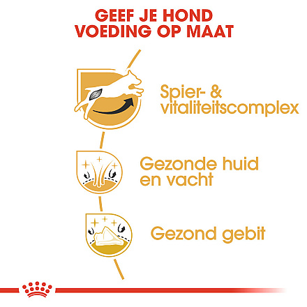 Royal Canin Hondenvoer Jack Russell Adult 3 kg