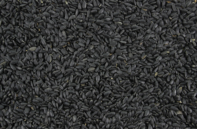 Zonnepitten Zwart 1 kg
